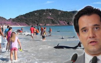 Δεκάδες δελφίνια εγκλωβίστηκαν σε παραλία κοντά σε ταβέρνα που έτρωγε ο Άδωνις Γεωργιάδης