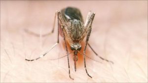 Δεν πιστεύουμε να μας ξεχάσατε, λένε τα πρώτα κουνούπια της χρονιάς