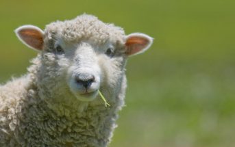 Δηλαδή τι πρόβλημα έχετε με το σανό, ρωτάνε τα πρόβατα της χώρας