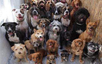 Νομοσχέδιο που θα επιβεβαιώνει ότι είναι πολύ καλά παιδιά ζητάνε οι σκύλοι της χώρας