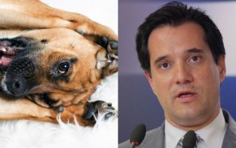 Κακοποίηση η έκθεση σκύλου στη φωνή του Άδωνι Γεωργιάδη σύμφωνα με φιλοζωικές οργανώσεις