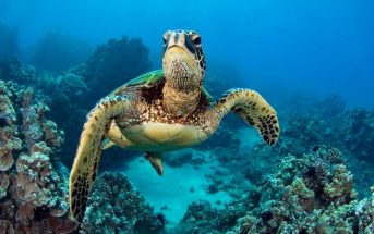 Μέλος της Νέας Δημοκρατίας η θαλάσσια χελώνα που φωτογραφήθηκε στο Καστελόριζο, σύμφωνα με νέες καταγγελίες