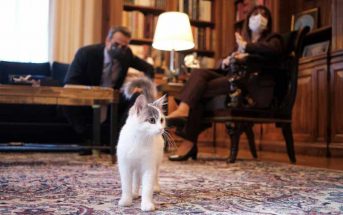 Επίκαιρη ερώτηση για το αν τρώει κρατικά Friskies η γάτα του προεδρικού μεγάρου κατέθεσαν βουλευτές του ΣΥΡΙΖΑ