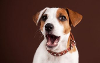 Έκπληκτος είναι σκύλος μετά από αποκαλύψεις ότι είναι υιοθετημένος