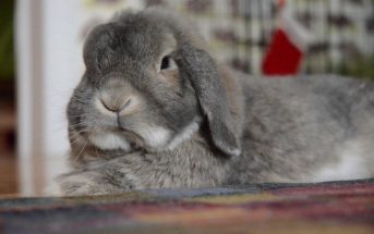 «RAPID τεστ λέγεται, όχι rabbit» δηλώνουν εκνευρισμένα τα κουνέλια της χώρας